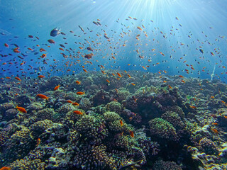 Beautiful tropical coral reef scene with shoals of fish
