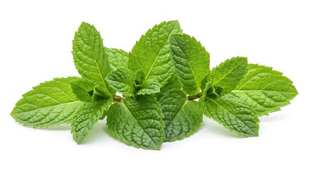 Fresh Green Mint Leaves on White Background for Culinary and Health Use