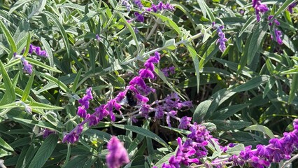 Lavender Floral Bloom: Capturing the vibrant beauty of a lavender flower in full bloom. The image...