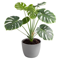 plant in a pot