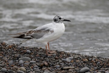 Bonaparte's Gull Chroicocephalus philadelphia non-breeding juvenile
