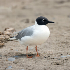 Bonaparte's Gull Chroicocephalus philadelphia adult male