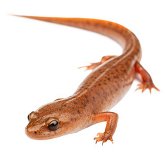 Obraz premium A close-up of a red-spotted newt, showcasing its smooth skin and vibrant orange coloration. The newt is positioned on a black background, highlighting its features.