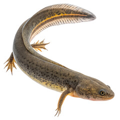 A detailed view of a mudskipper, a unique amphibious fish, showcasing its elongated body, fins, and distinctive coloration against a black background.