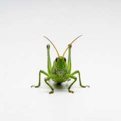Close-Up of a Green Grasshopper Facing Forward on a White Background