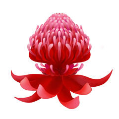 Illustration of a waratah flower head on white background 