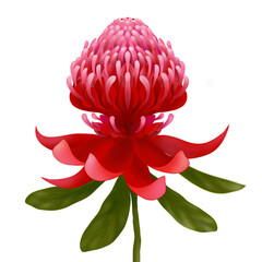 Illustration of waratah flower head with leaves