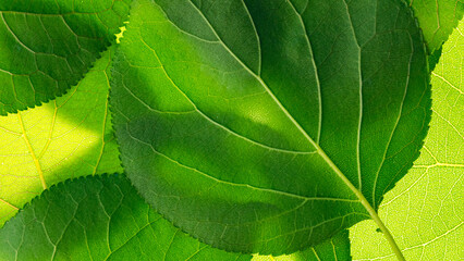 leaf texture