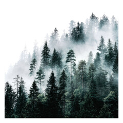 Obraz premium Misty forest scene