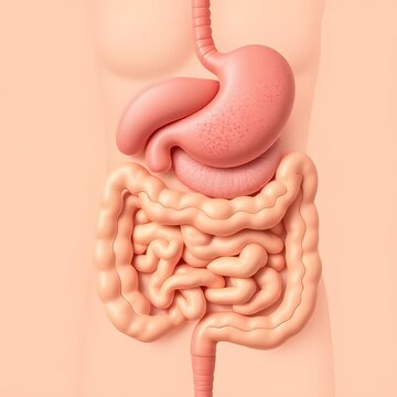 Human digestive system with stomach and intestines for medical and educational purposes
