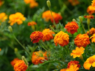 Orange tagetes flowering in garden