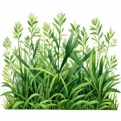 green grass isolated on white background