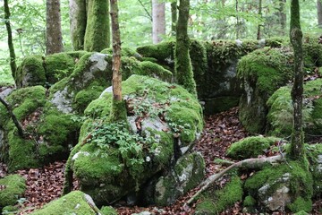 Stone Forest