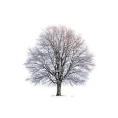 Fototapeta premium A snow-covered tree against a black background