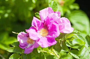 green pink background, photo pink rose hips and green leaves
