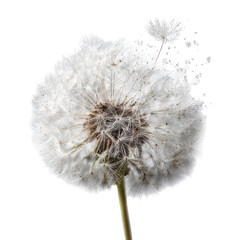 A dandelion seed head, blowing away