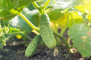 Green fresh cucumber in a garden bed in a summer garden