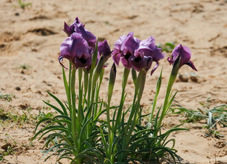 Negev iris or Iris Mariae in the Negev desert