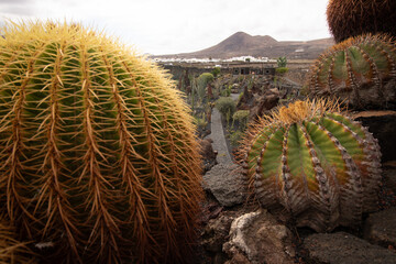 cactus with white mountain village