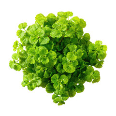Obraz premium Close-up of a vibrant green plant, densely packed leaves