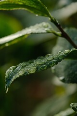 magic raindrops on a leaf