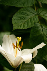 gorgeous Lilium candidum on a green background