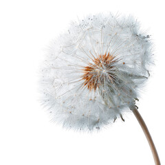 Close-up of a dandelion seed head (41)
