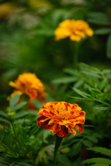 very beautiful flowers Tagétes