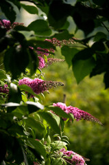 incredibly beautiful Buddleja davidii