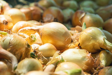 Fresh onion harvest on supermarket shelf