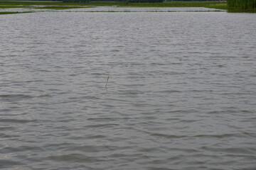 Rippling Gray Water with Vertical Reed – Minimalist Nature Texture and Mood