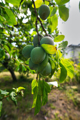 Unripe green plums growing on tree branch in orchard