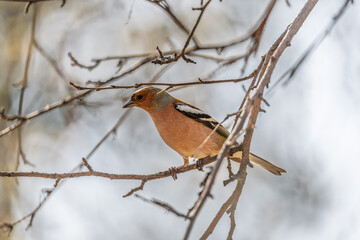 Common chaffinch, Fringilla coelebs, sits on a tree. Common chaffinch in wildlife.
