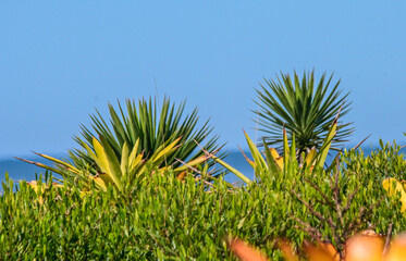 vegetation near the beach on a sunny day