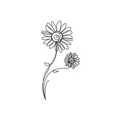 Minimalist two daisy flowers line art illustration. Hand-drawn.