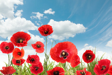 Red poppy flowers growing under blue sky with clouds