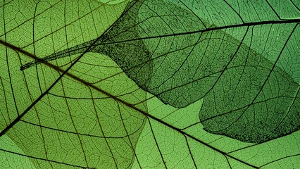 Skeleton Leaves Macro – Decorative Natural Texture © Vera Kuttelvaserova