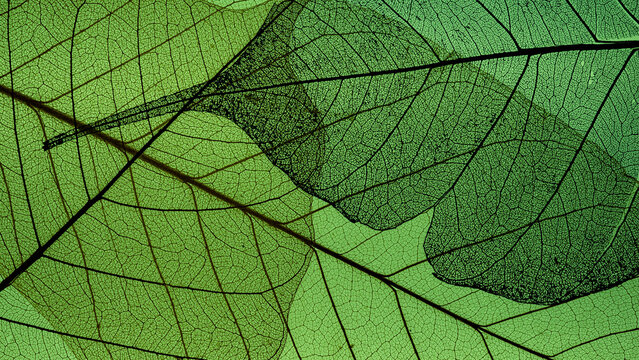 Skeleton Leaves Macro – Decorative Natural Texture