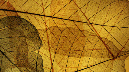 Skeleton Leaves Macro – Decorative Natural Texture