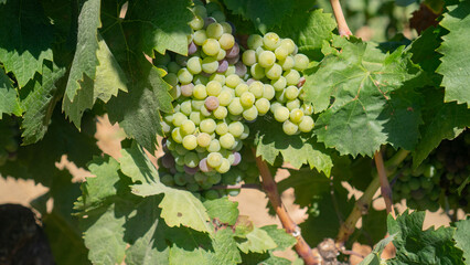 Ripe red wine grapes on a vine in a dry and sunny vineyard