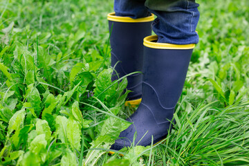 children's rubber boots close-up on wet green grass. A pair of small children's rain boots with yellow soles standing on wet grass in an outdoor setting