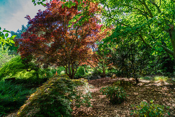 Park Trees And Bushes