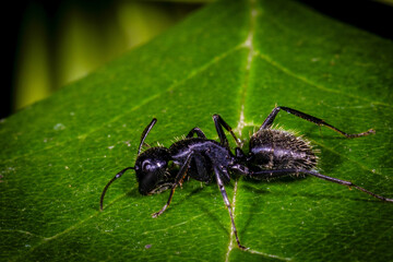 Black Ant on a Vibrant Green Leaf