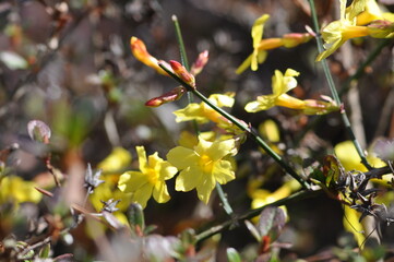 Winter jasmine bush full of yellow flowers