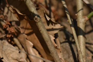 Winter stem of Jasminum nudiflorum