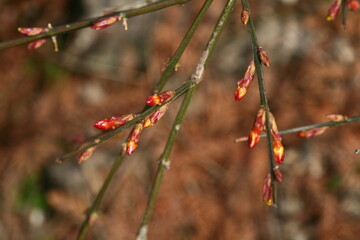 Cluster of winter jasmine buds