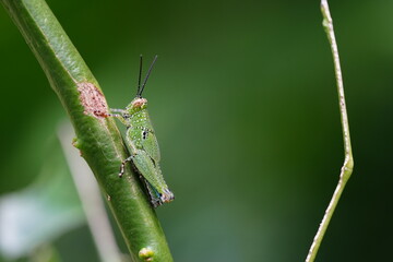 Grasshoppers are found in vegetable plots.