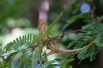 Fototapeta premium A Chameleon is perched on the top of a tamarind tree.