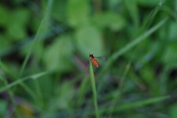 Marmalade hoverfly perches on a leaf in the forest.