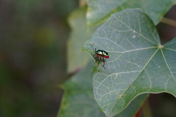 Lychee shield bug clings to a leaf in the forest.